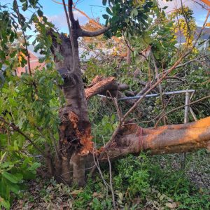 Destroyed tree at Graphic Designer Amanda's House