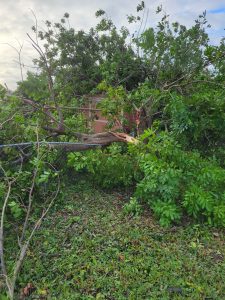 Destroyed tree at Graphic Designer Amanda's House